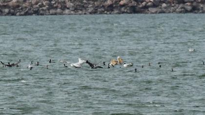 Great White Pelican