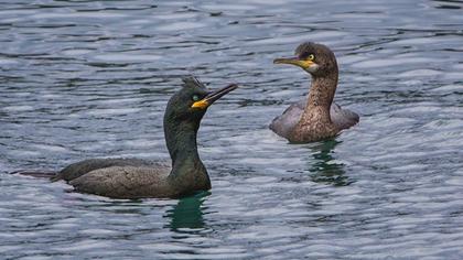 European Shag