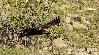 Golden Eagle