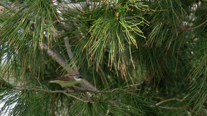 Küçük akgerdanlı ötleğen