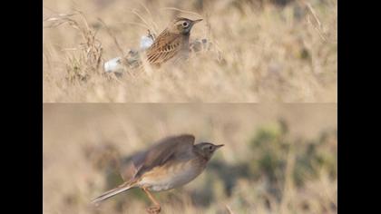 Richard`s Pipit