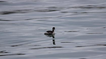 Karaboyunlu batağan