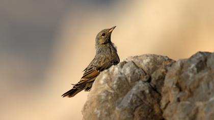 Alpine Accentor