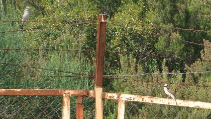 Kızılsırtlı örümcekkuşu