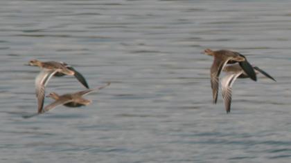 Garganey