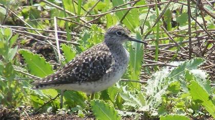 Orman düdükçünü