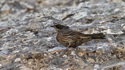 Radde`s Accentor