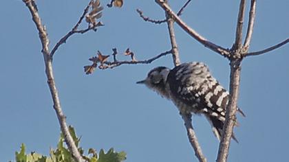Lesser Spotted Woodpecker