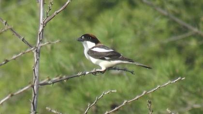 Kızılbaşlı örümcekkuşu