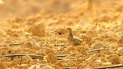 See-see Partridge