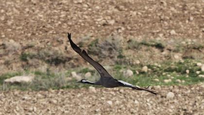 Common Crane