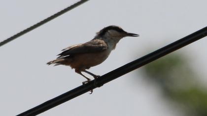 Western Rock Nuthatch