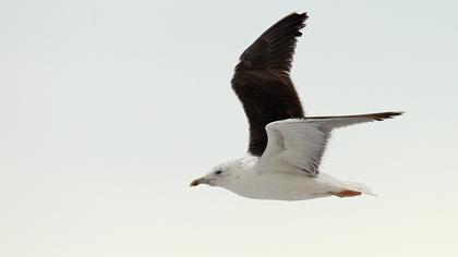 Lesser Black-backed Gull
