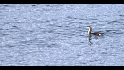 Karagerdanlı dalgıç