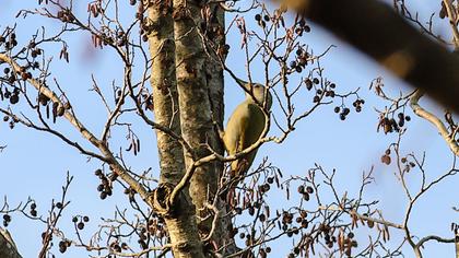 Küçük yeşil ağaçkakan