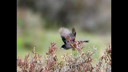 Sardinian Warbler