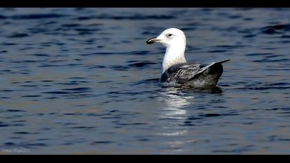 Armenian Gull