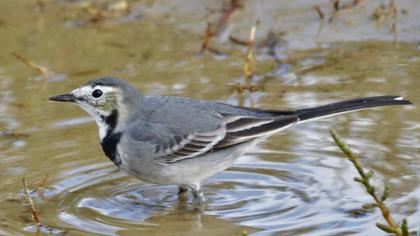 White Wagtail