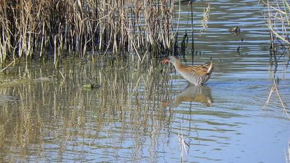 Water Rail