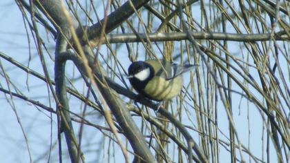Great Tit