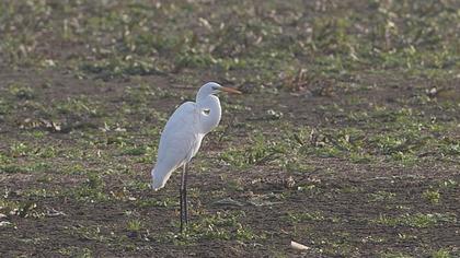 Büyük ak balıkçıl