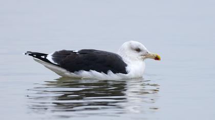 Büyük karasırtlı martı