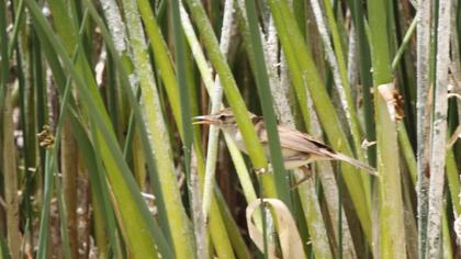 Büyük kamışçın