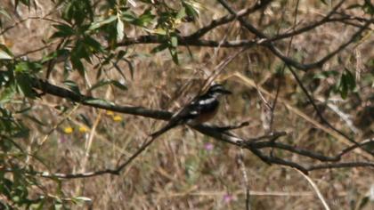 Maskeli örümcekkuşu