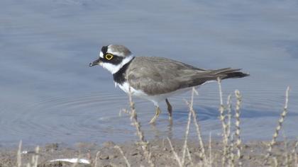 Halkalı küçük cılıbıt
