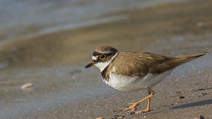 Halkalı küçük cılıbıt