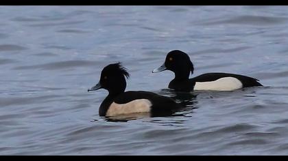 Tufted Duck