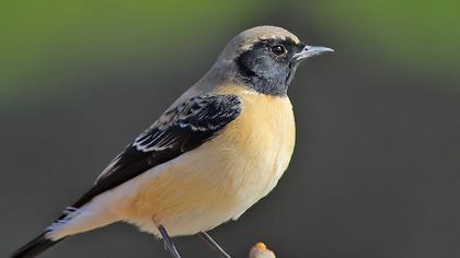 Karakulaklı kuyrukkakan