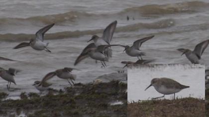 Karakarınlı kumkuşu