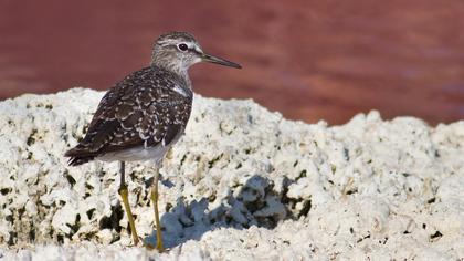 Orman düdükçünü