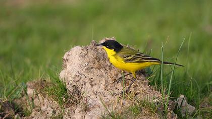 Sarı kuyruksallayan