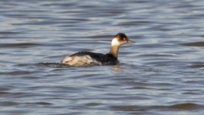 Karaboyunlu batağan