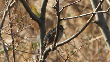 Common Reed Bunting