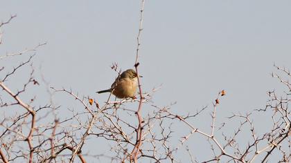 Spectacled Warbler