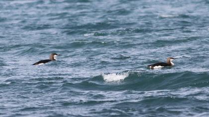 Karagerdanlı dalgıç
