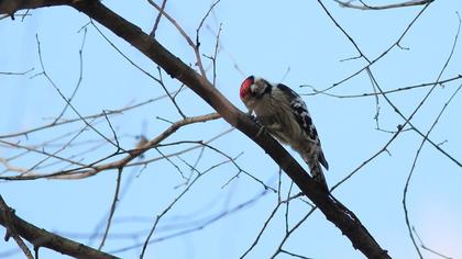 Küçük ağaçkakan