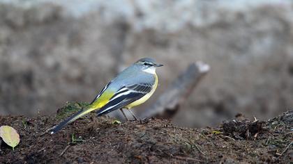Dağ kuyruksallayanı