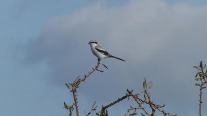 Büyük örümcekkuşu