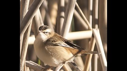 Bıyıklı kamışçın