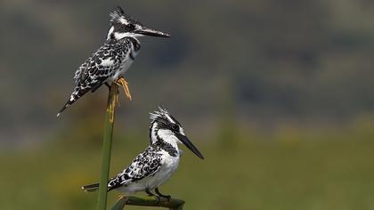 Alaca yalıçapkını
