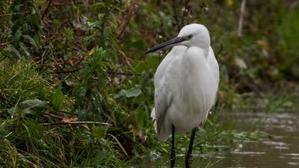 Küçük ak balıkçıl