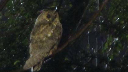 Kulaklı orman baykuşu