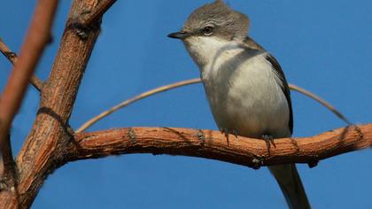Küçük akgerdanlı ötleğen