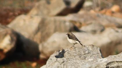 Finsch`s Wheatear