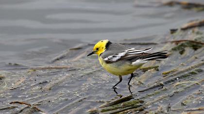 Sarıbaşlı kuyruksallayan
