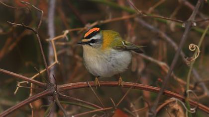 Sürmeli çalıkuşu